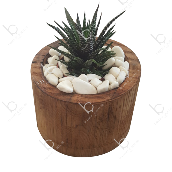 Sukulent