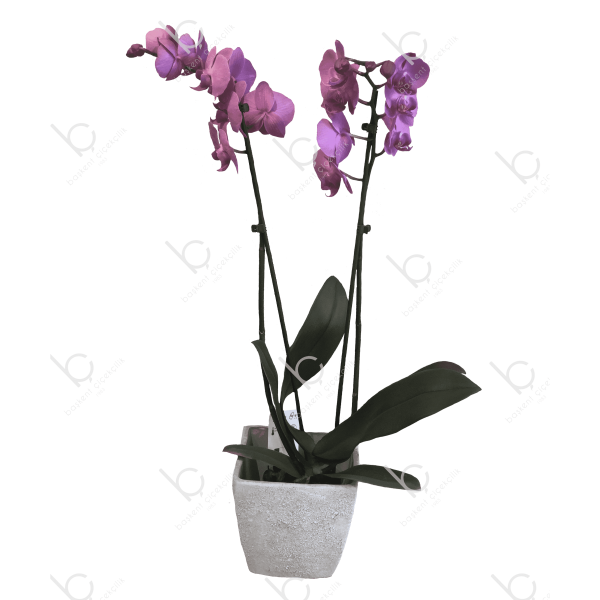 Pembe Orkide