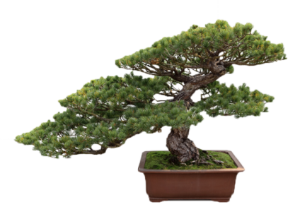 Bonsai Bakımı