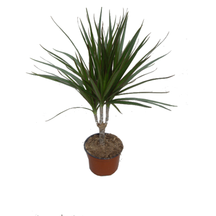 dracena bakımı