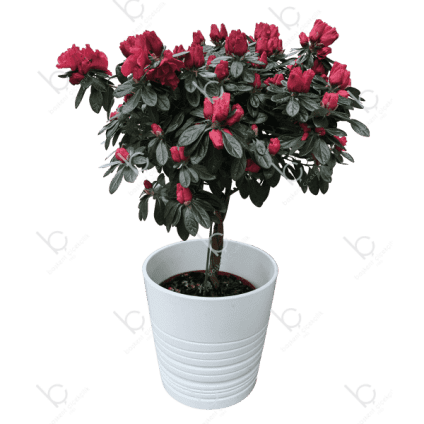 Baston Açelya Kırmızı-Başkent Çiçekçilik-Saksı Çiçeği